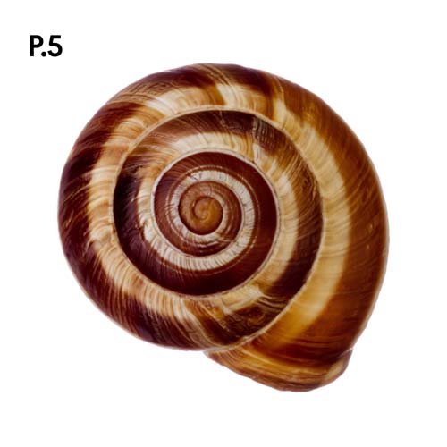 Přírodopis_motiv5.jpg Přírodopis_motiv5.jpg